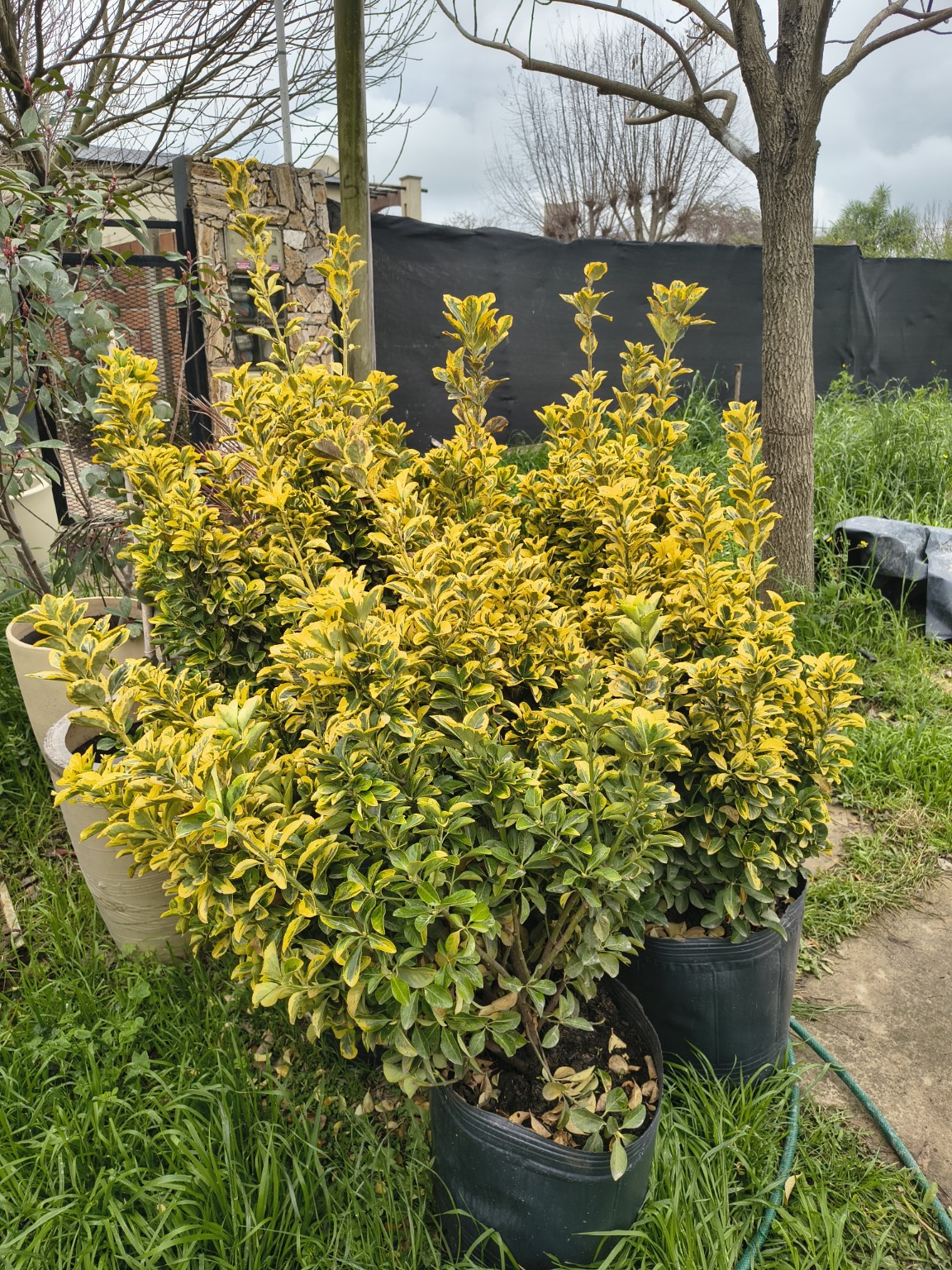 Plantas ornamentales de ID Vivero