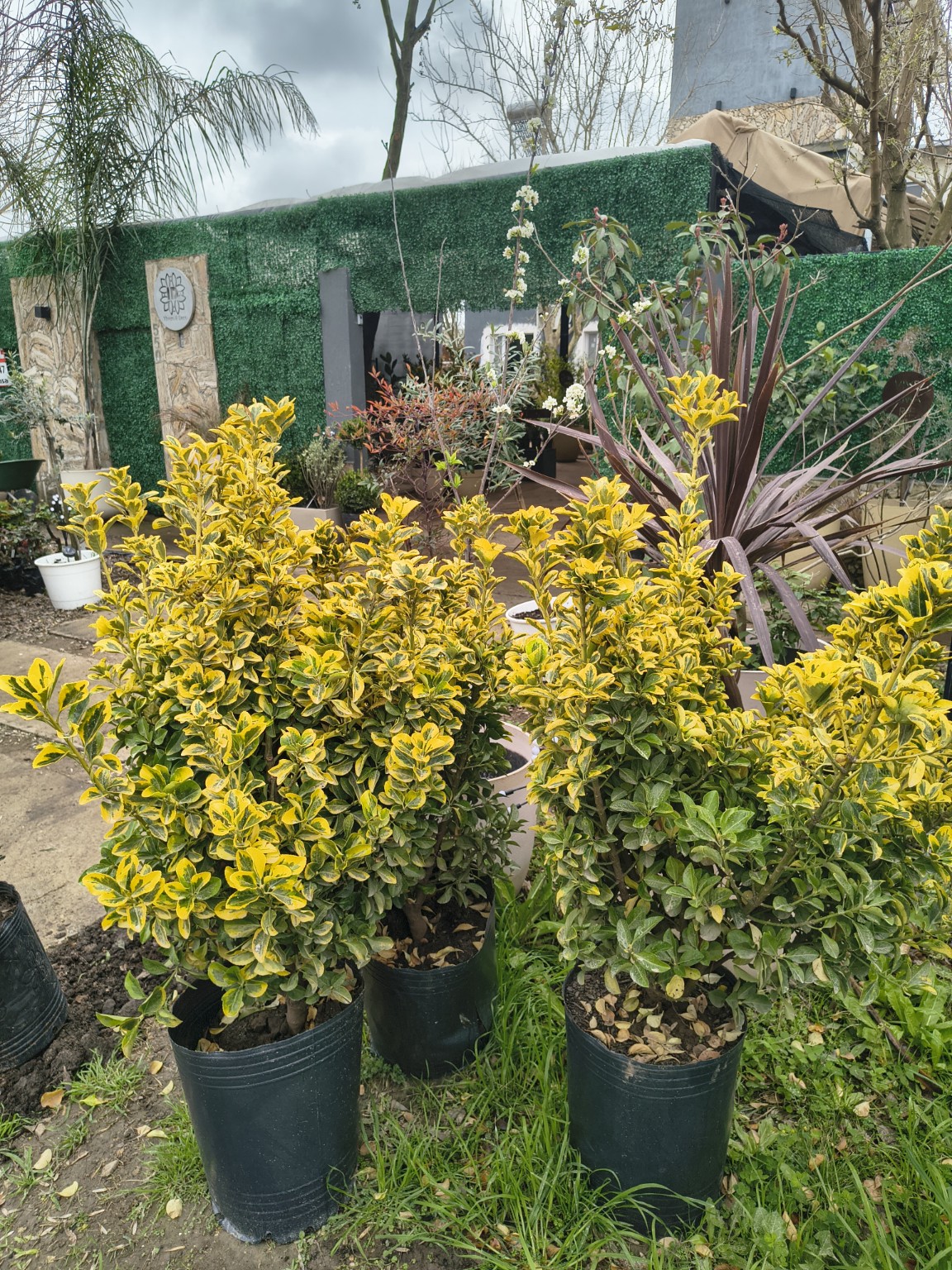 Plantas ornamentales amarillas