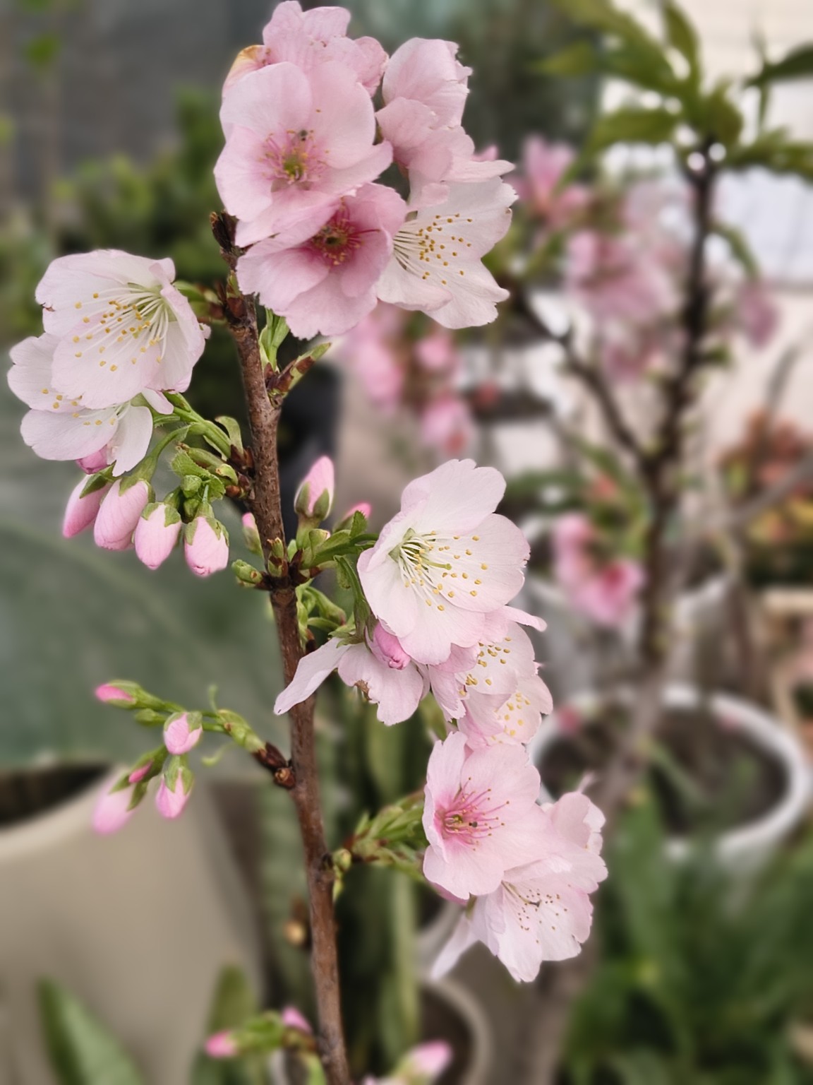 Flores rosadas en primer plano
