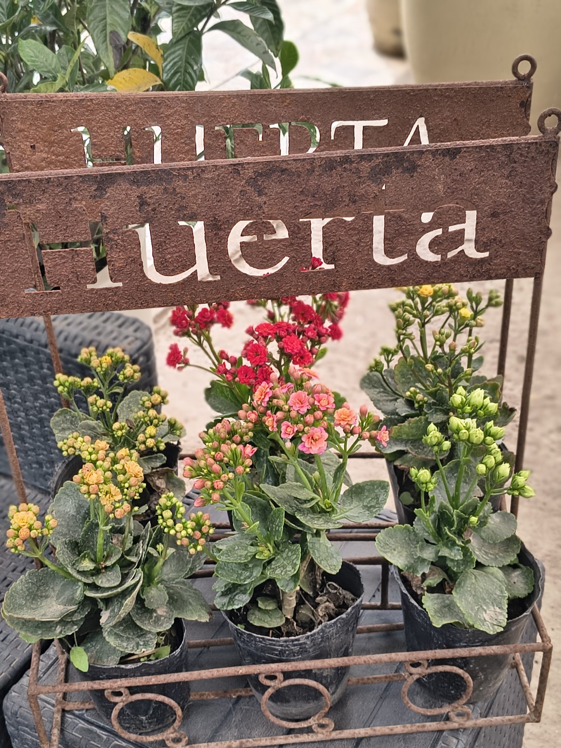 Kalanchoes de distintos colores